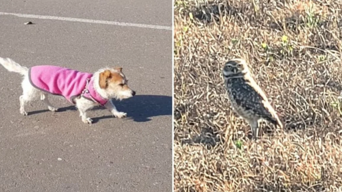 “Una lechuza malhumorada quiso llevarse a mi perrita Zaira”