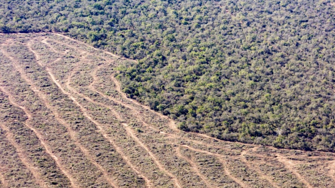 Ley de Bosques: día clave para ordenar un mapa mal hecho