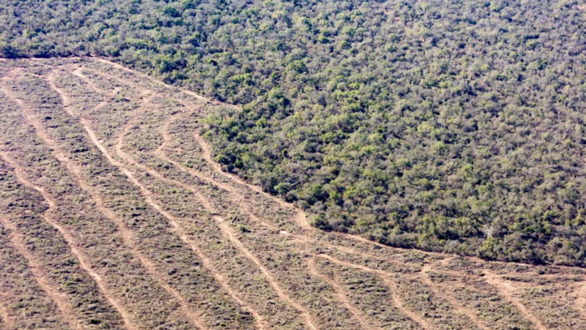 Ley de Bosques: día clave para ordenar un mapa mal hecho