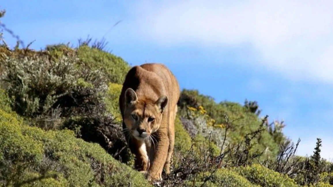 Lugareños aterrados por la presencia de un puma en los alrededores de Santa Rosa de Tastil