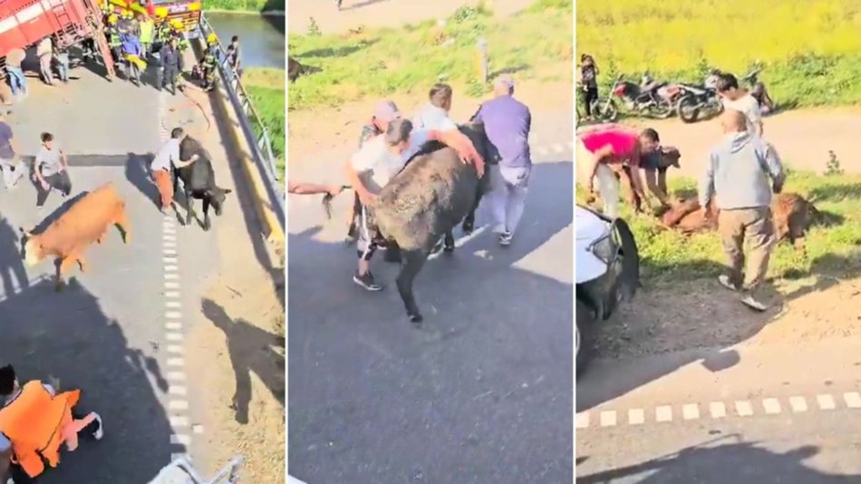 VIDEO Impactante: Volcó un camión jaula y vecinos carnearon las vacas en plena Ruta Nacional 9- VIDEO Impactante: Volcó un camión jaula y vecinos carnearon las vacas en plena Ruta Nacional 9