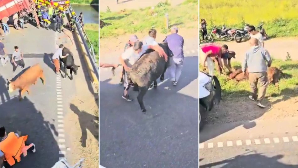 VIDEO Impactante: Volcó un camión jaula y vecinos carnearon las vacas en plena Ruta Nacional 9