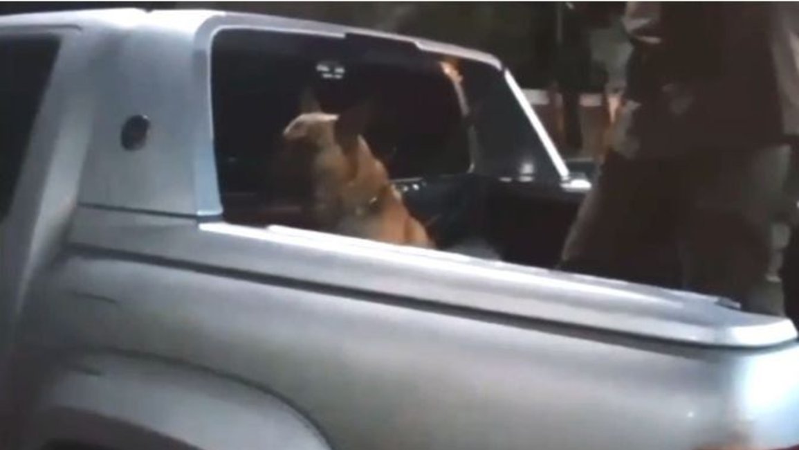 Salvador Mazza: Un perro antinarcóticos descubrió que llevaban 17 kilos de anfetaminas