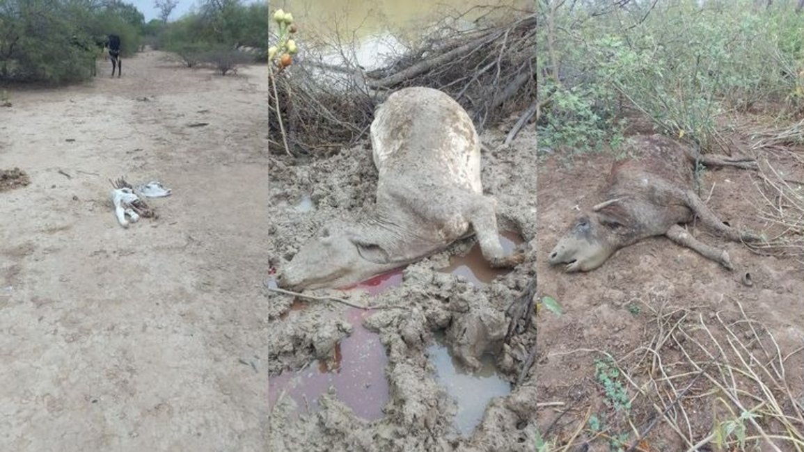Desesperado pedido de familias del Chaco salteño ante la sequía histórica