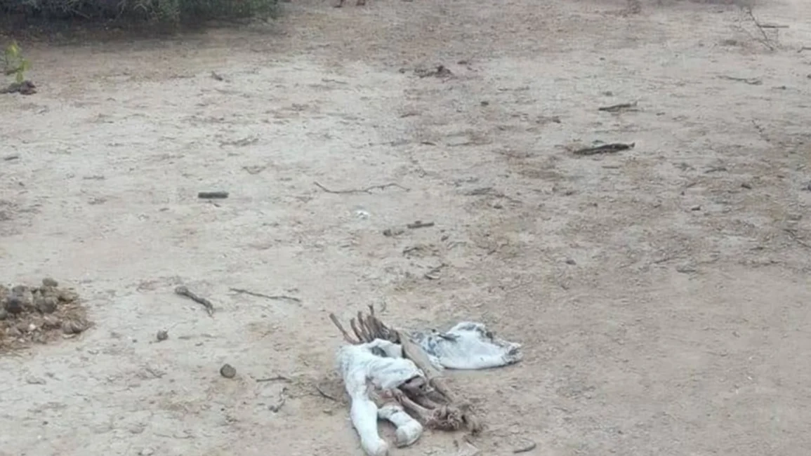 Desesperado pedido de familias del Chaco salteño ante la sequía histórica