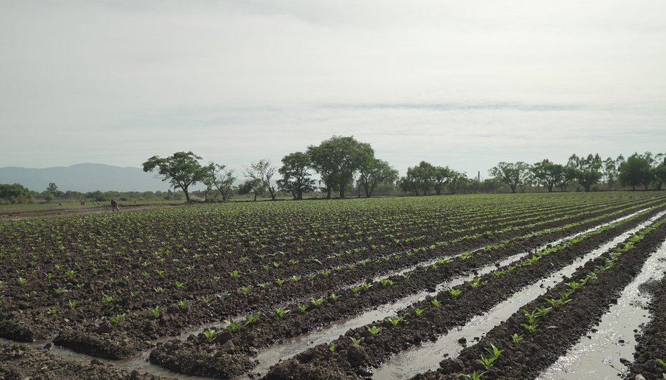 Inició la cosecha y preocupa la falta de mano de obra