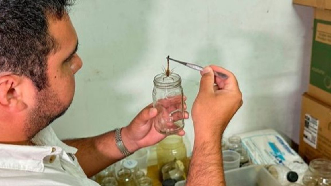 Comenzó la campaña de recepción de alacranes para elaboración de suero antiescorpiónico