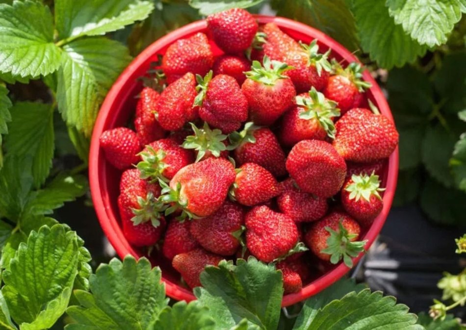 Frutillas, la estrella de los postres, en 10 recetas fáciles según la IA- Frutillas, la estrella de los postres, en 10 recetas fáciles según la IA