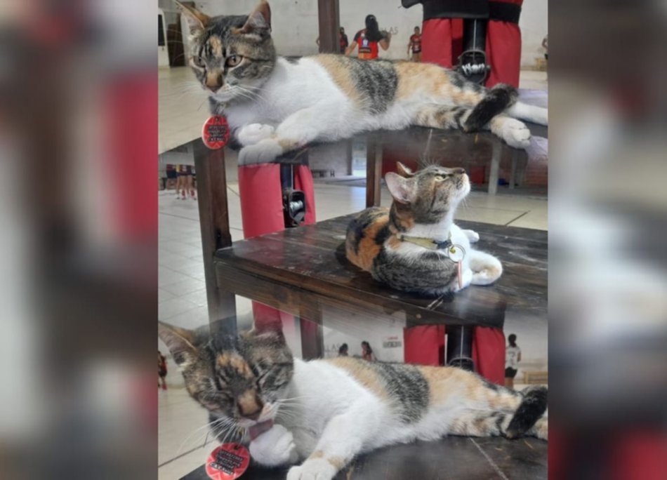 Tita, la mascota del Atlético Cerrillos que caza ratones, cuida la cancha y algunas veces, hasta juega al vóley- Tita, la mascota del Atlético Cerrillos que caza ratones, cuida la cancha y algunas veces, hasta juega al vóley