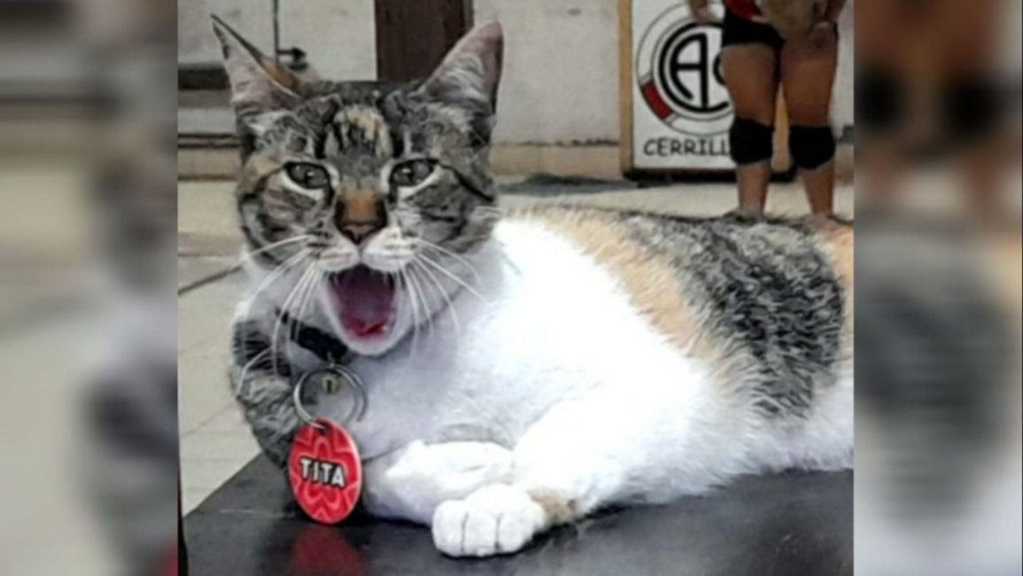 Tita, la mascota del Atlético Cerrillos que caza ratones, cuida la cancha y algunas veces, hasta juega al vóley
