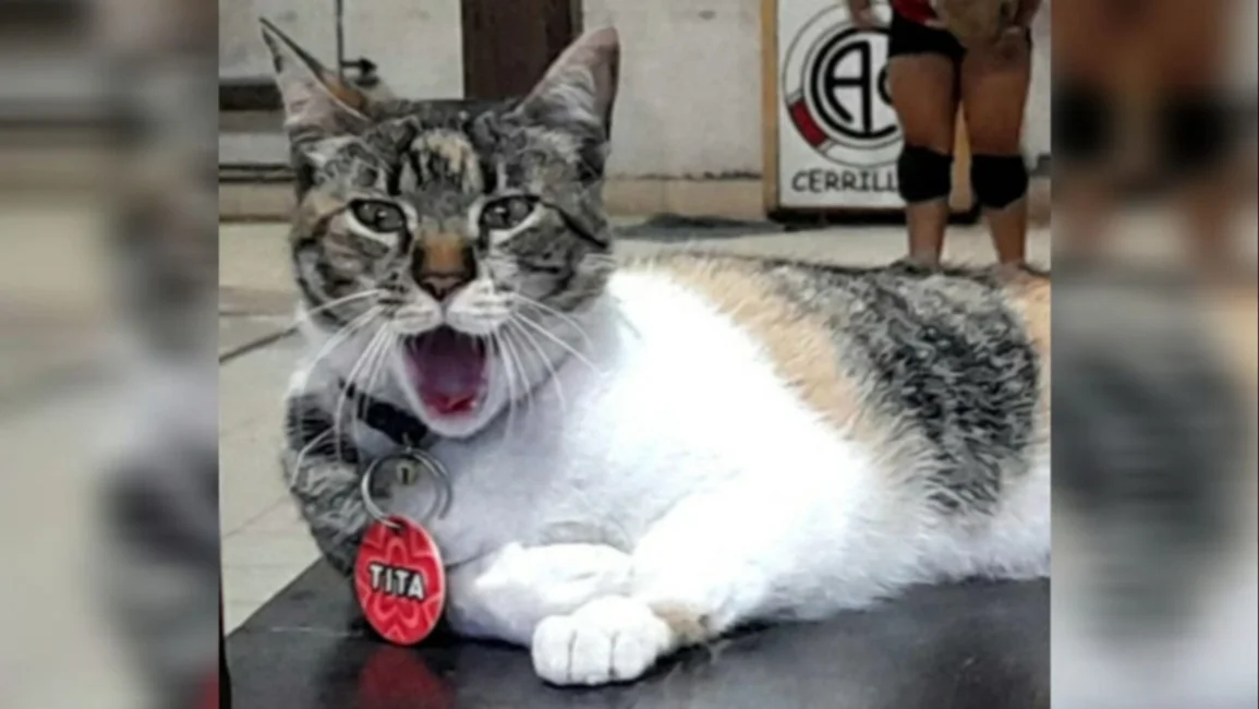Tita, la mascota del Atlético Cerrillos que caza ratones, cuida la cancha y algunas veces, hasta juega al vóley