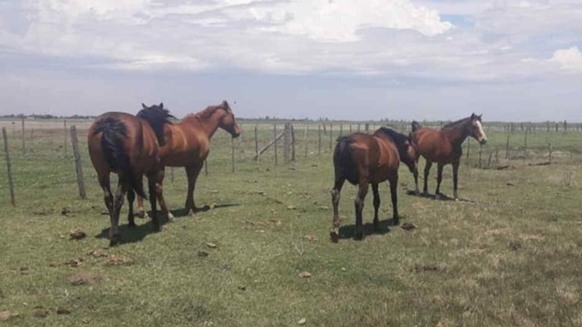 Tras un intenso operativo, encontraron los caballos sustraídos del corral municipal de San Lorenzo