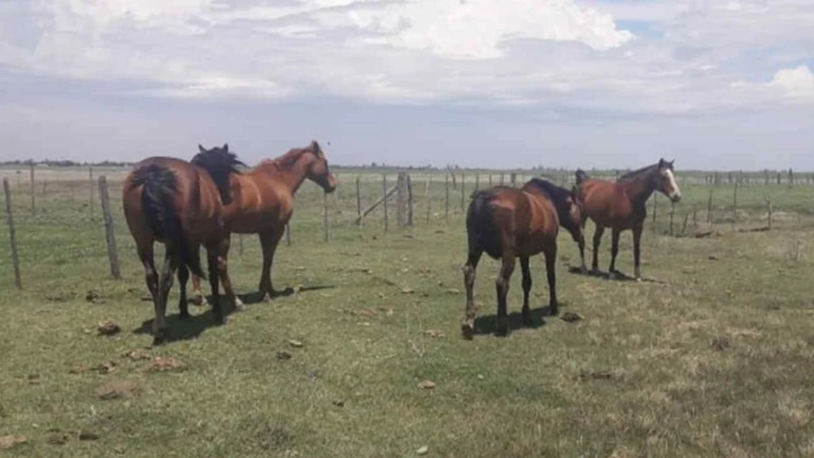 Tras un intenso operativo, encontraron los caballos sustraídos del corral municipal de San Lorenzo