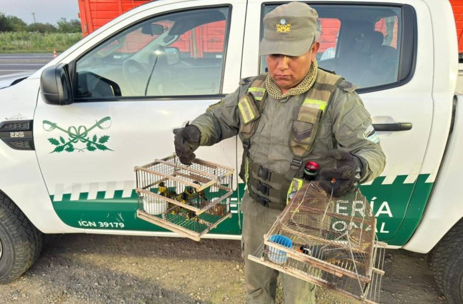 Ocultaban 166 tortugas entre bolsas de cebolla y terminaron detenidos en plena Ruta 34