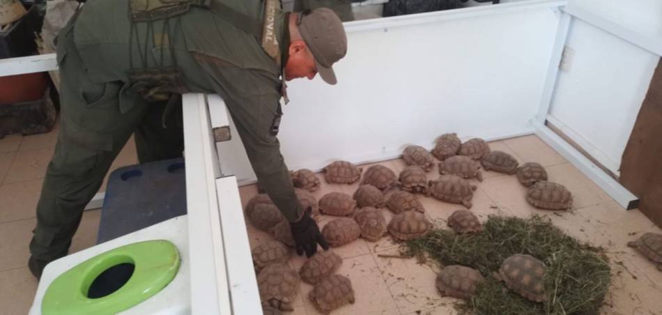 Ocultaban 166 tortugas entre bolsas de cebolla y terminaron detenidos en plena Ruta 34