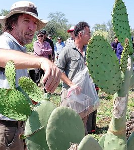La tuna gana espacio como reserva forrajera en el Chaco salteño