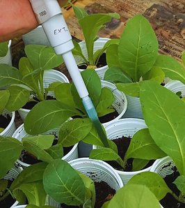 Un bioinsumo del NOA para proteger cultivos