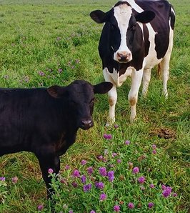 Cruzas con razas carniceras para agregar valor en los tambos