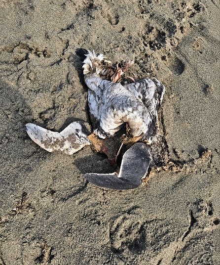 Preocupación en Chubut: encontraron cinco ballenas muertas en menos de 24 horas en Puerto Madryn- Preocupación en Chubut: encontraron cinco ballenas muertas en menos de 24 horas en Puerto Madryn