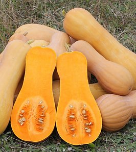 Descifran el genoma del zapallo y hallan genes vinculados con la forma del fruto