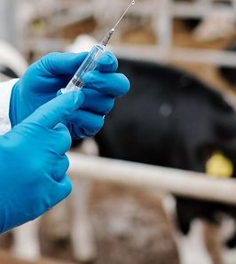 Más opciones para vacunar e identificar el ganado bovino