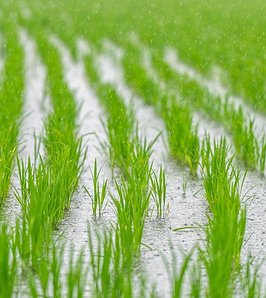 Identifican un gen que mejora la tolerancia del arroz al estrés térmico