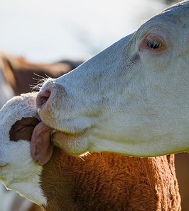 Genética y reproducción para mejorar la eficiencia ganadera