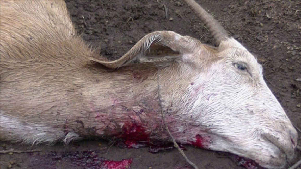 Extraño animal mató cuarenta cabras en Coronel Cornejo