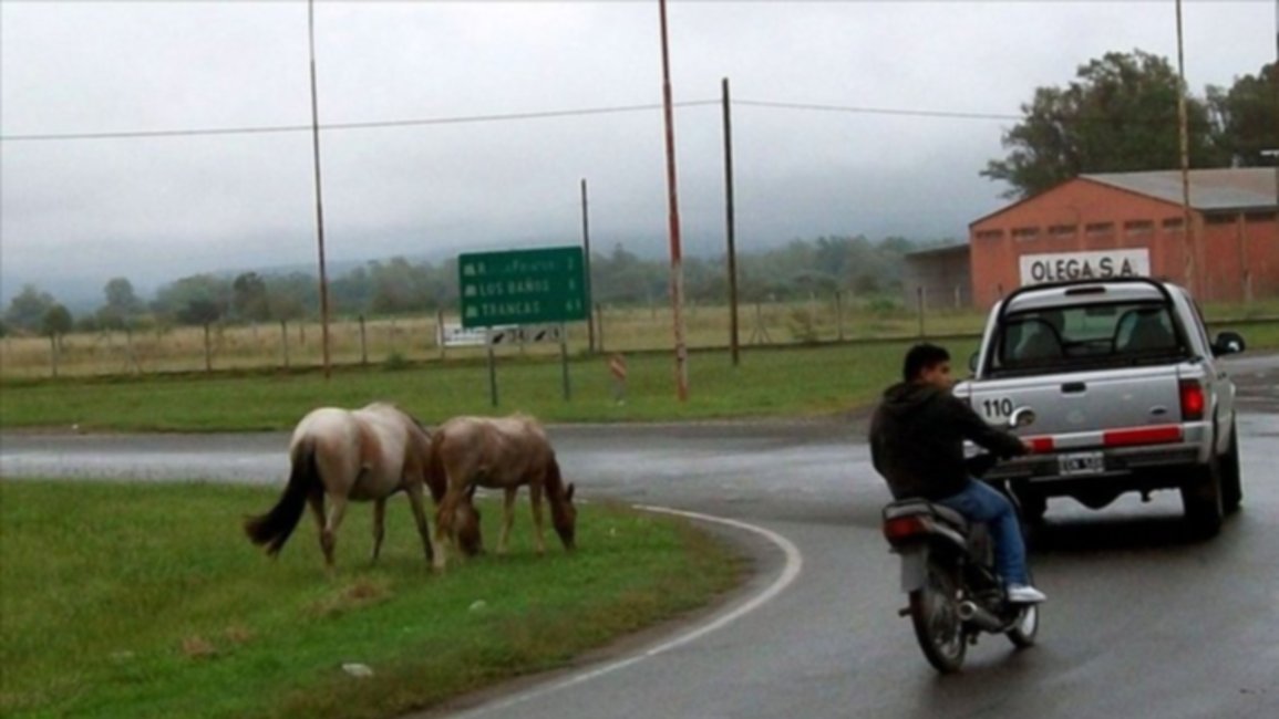 Animales sueltos provocan la muerte de un motociclista