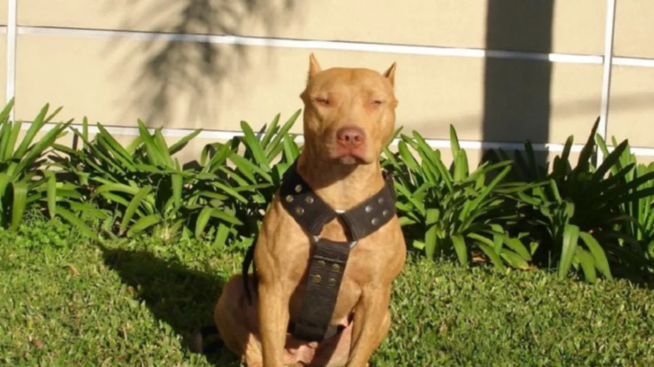 Una nena fue mordida por un Pitbull