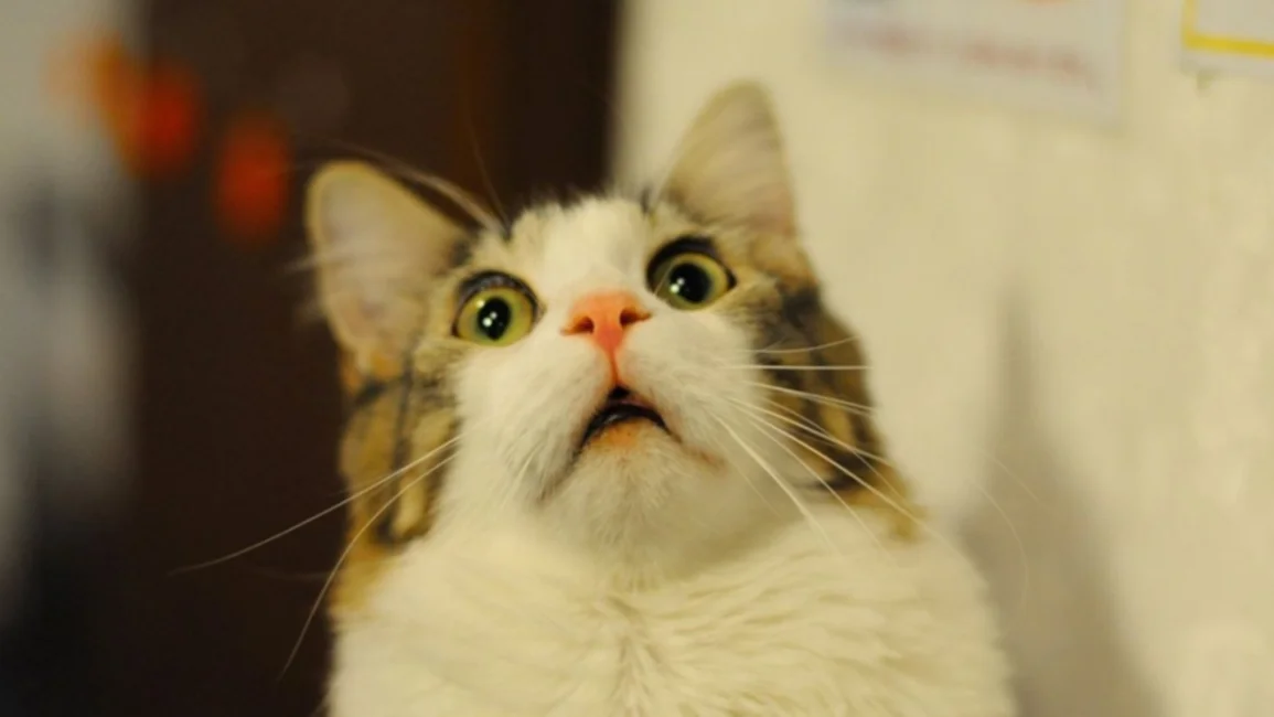 ¿Por qué no debes asustar a los gatos con pepinos?