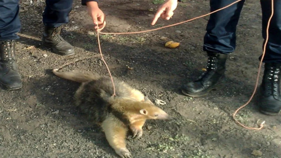 Capturan un oso hormiguero
