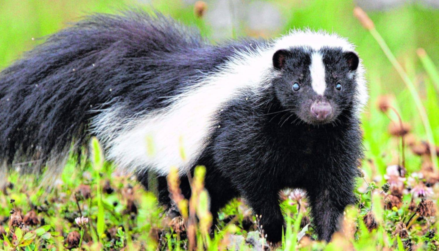 Maravillas de la vida animal: el zorrino o \, image size:1500x857