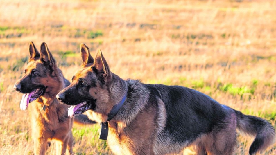 Las enfermedades musculares en el perro
