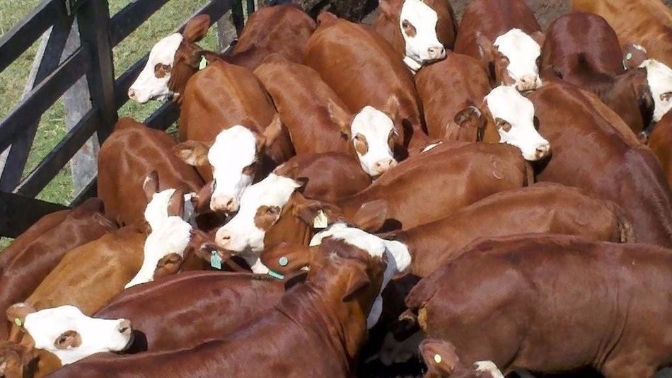 Entregarán terneros de alta calidad genética a ganaderos de Jujuy