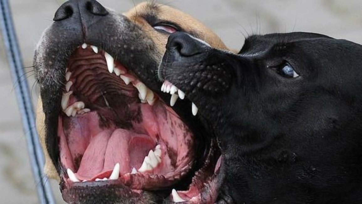 Los perros sueltos y agresivos se adueñaron de las calles y continúan los ataques 