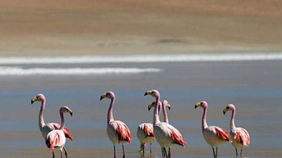 Lanzan la Semana de las Aves, en el Parque Bicentenario