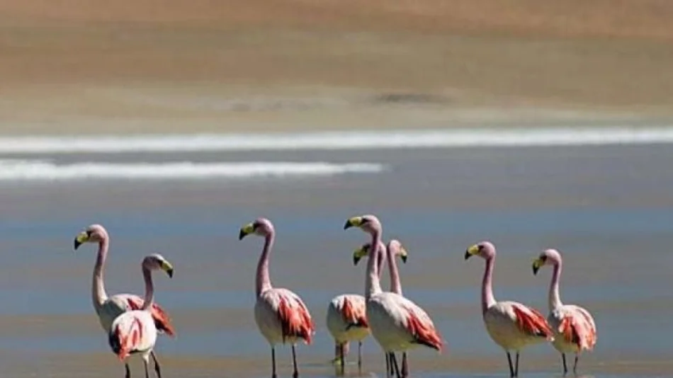 Lanzan la Semana de las Aves, en el Parque Bicentenario