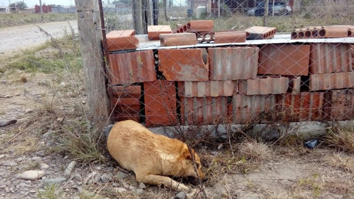 Matanza de animales en San Luis: imputaron a Roberto Flores y buscan al propietario de la finca