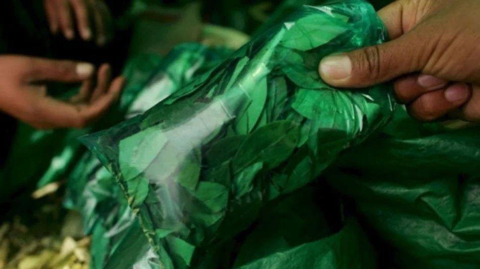 VIDEO. Los conflictos en Bolivia desestabilizan el precio de la coca en Salta