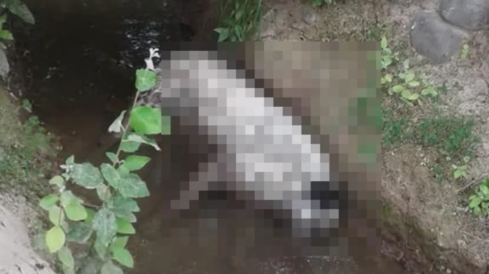 Matanza de animales en San Luis: no hay carbofurán en las muestras de agua analizadas
