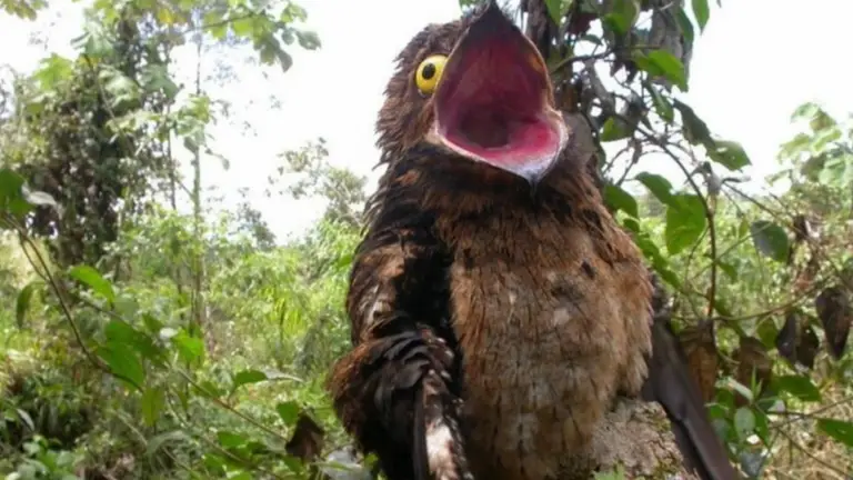 Apareció un kakuy y quedaron espantados