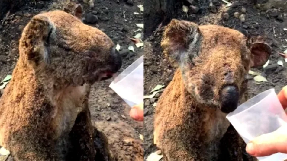 Conmovedora imagen de un koala quemado tomando agua tras los incendios de Australia