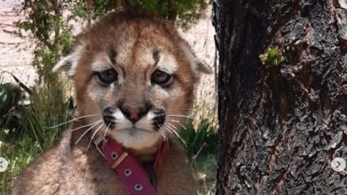 Rescataron a un puma de solo algunos meses que estaba encadenado a un árbol en una casa 