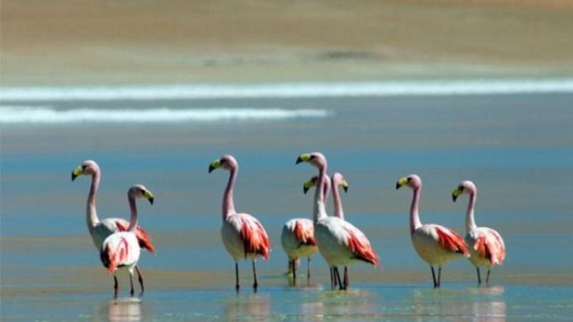 Operadores turísticos internacionales, interesados en el potencial de Salta en cuanto a la observación de aves