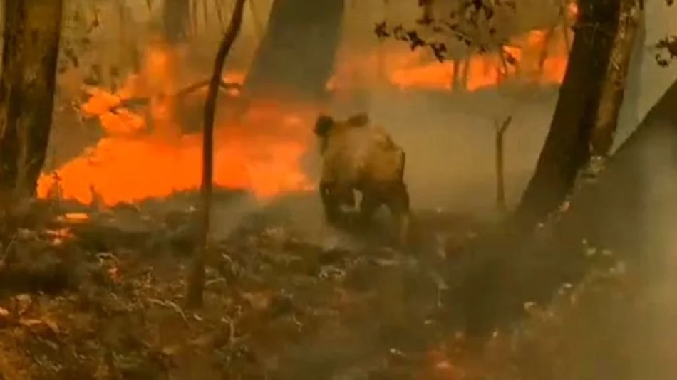 VIDEO. El desgarrador rescate de un koala en medio de los incendios de Australia