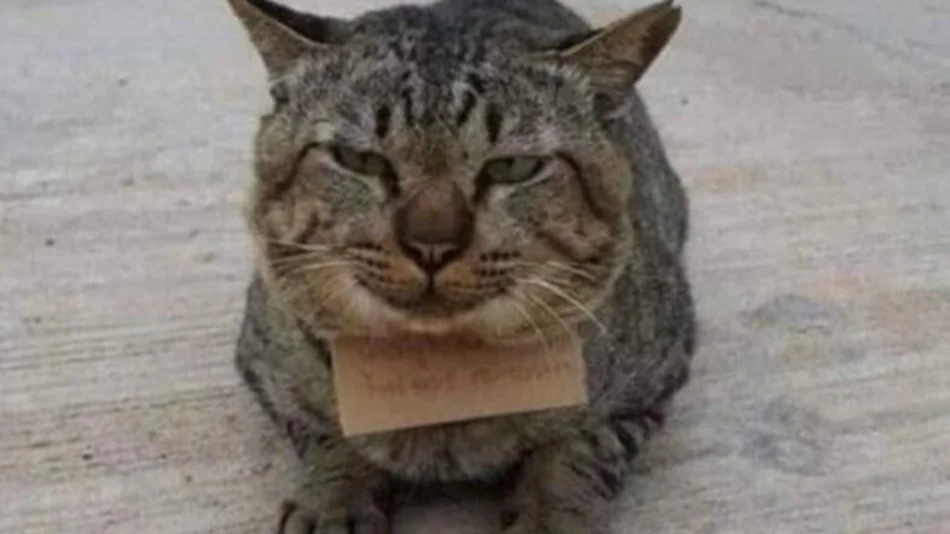 Insólito: un gato desapareció durante días y regresó a casa con una nota en el cuello de una deuda 