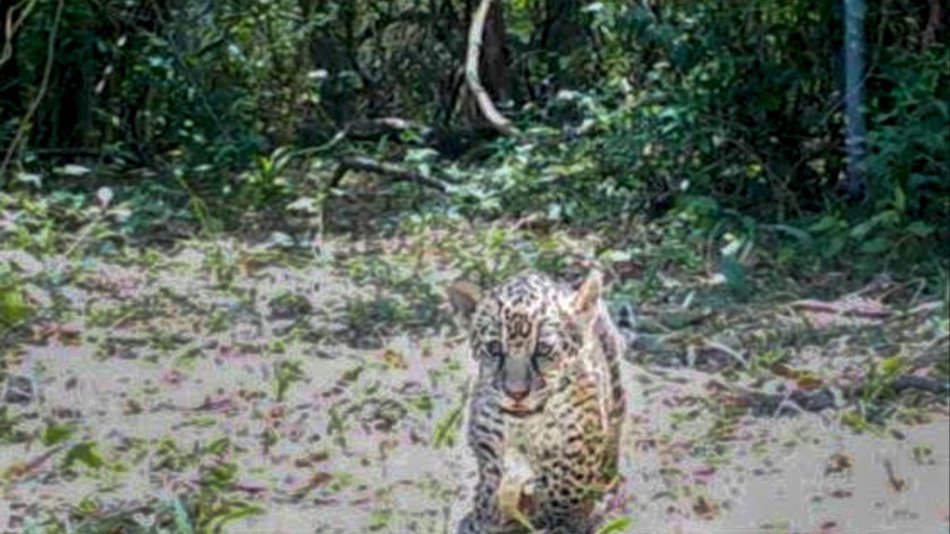 Nacieron dos yaguaretés en Corrientes