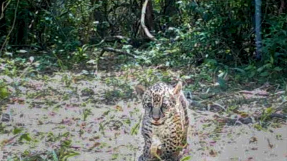 Nacieron dos yaguaretés en Corrientes