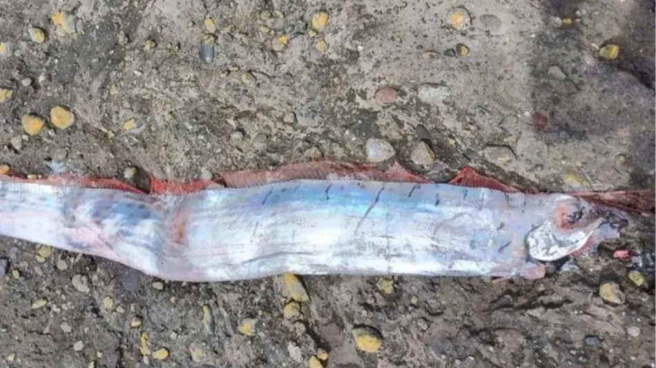 Encontraron al “pez del fin del mundo” en una playa de una isla en Chile